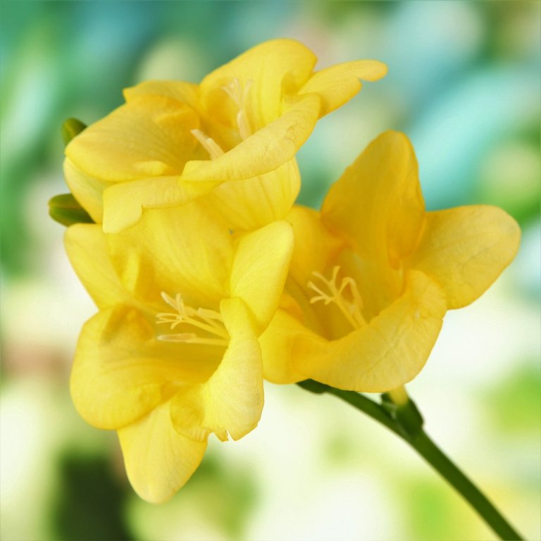 Freesia_Single_Yellow.SHUT_1400x.jpg