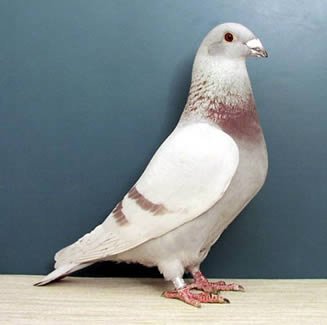 pigeon44.jpg