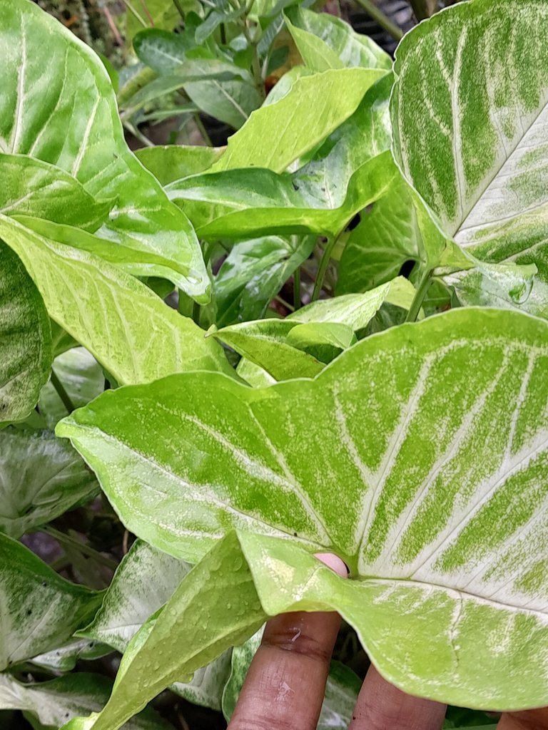 20250529_123558.jpg