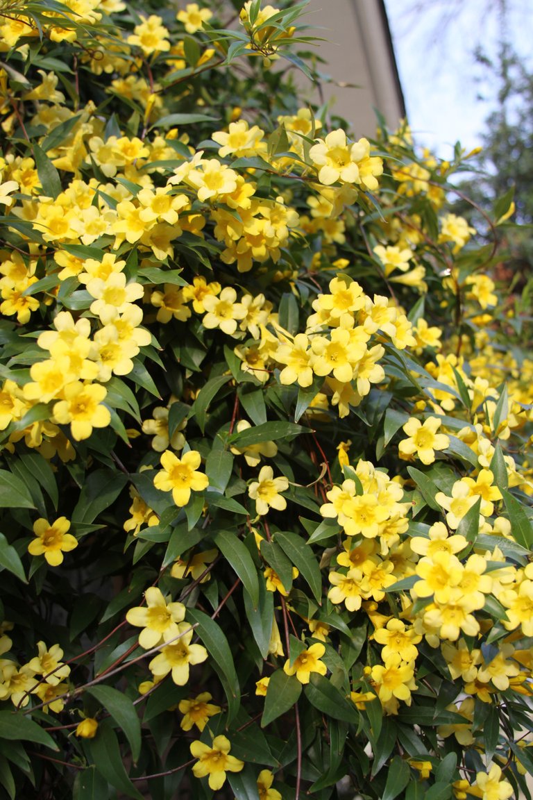 Carolina-confederate-jasmine-gelsemium-sempervirens-stock-image.jpg