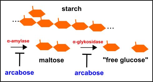 starch digestion.png