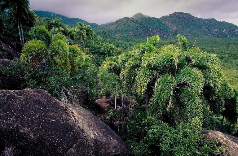 Foxtails-Cape-Melville-A42.jpg