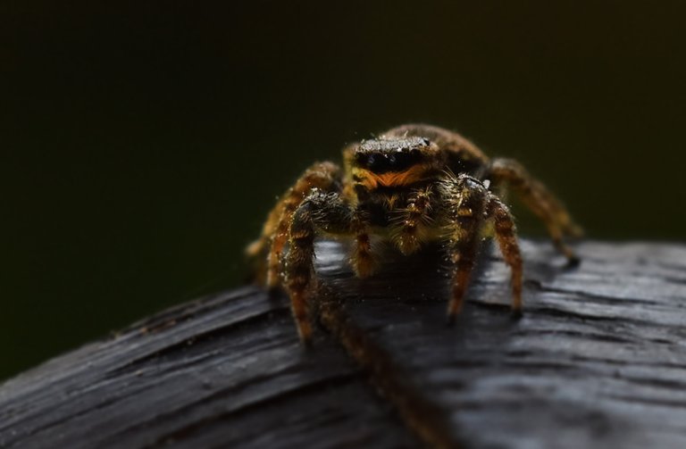 jumping spider dark macro.jpg