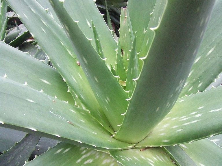 Aloe_vera386868234.jpg