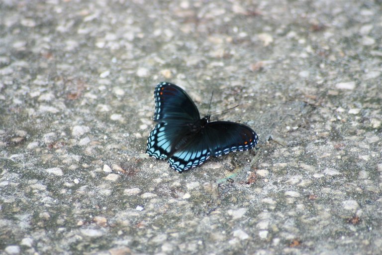 butterfly 1-5.jpg
