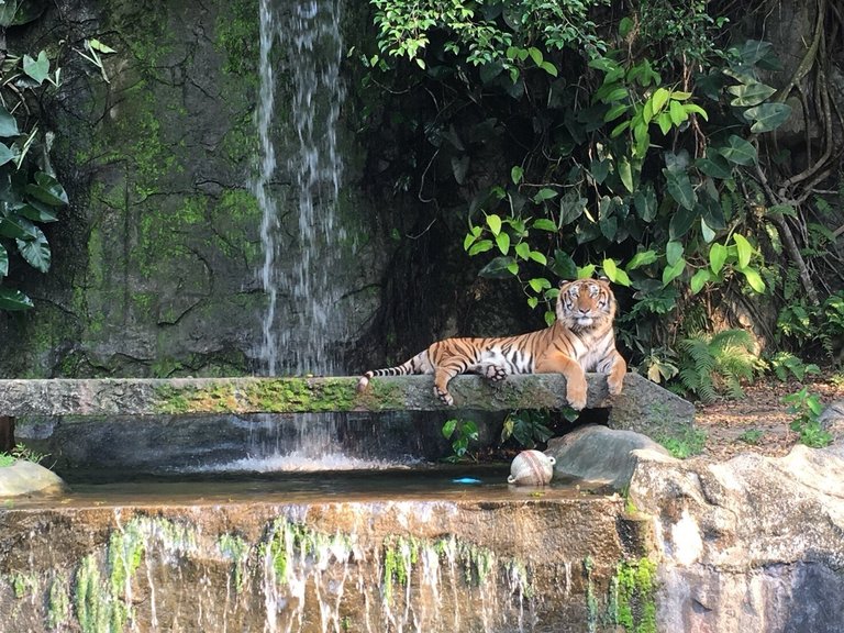 Khao Kheow Open Zoo11.jpg