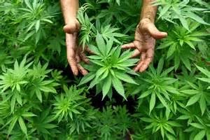 hand and hemp.jpg