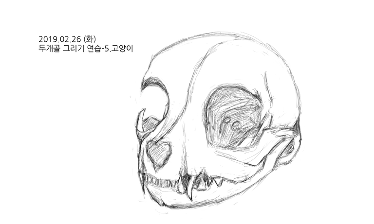 두개골그리기연습-5 고양이.png