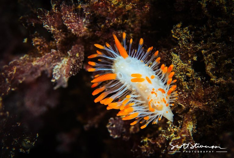 Cockerell's Nudibranch-1.jpg