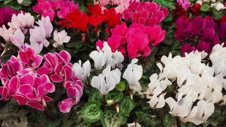 wallpaper-colorful-cyclamen-persicum-flowers-various-color-green-leafs-nature-floral-background-cyclamen-s-blossom-season-105162820.jpg