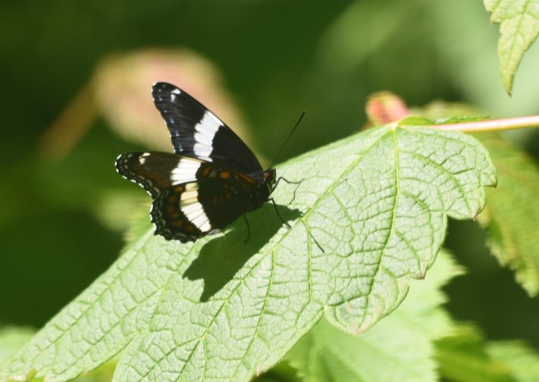 White Admiral_8180.JPG