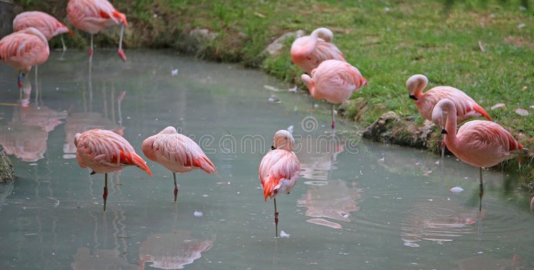 los-flamencos-rosados-están-descansando-sobre-una-pierna-en-el-lago-77899158.jpg