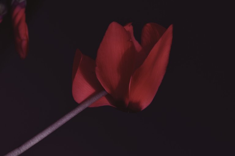 Cyclamen flower 1.jpg