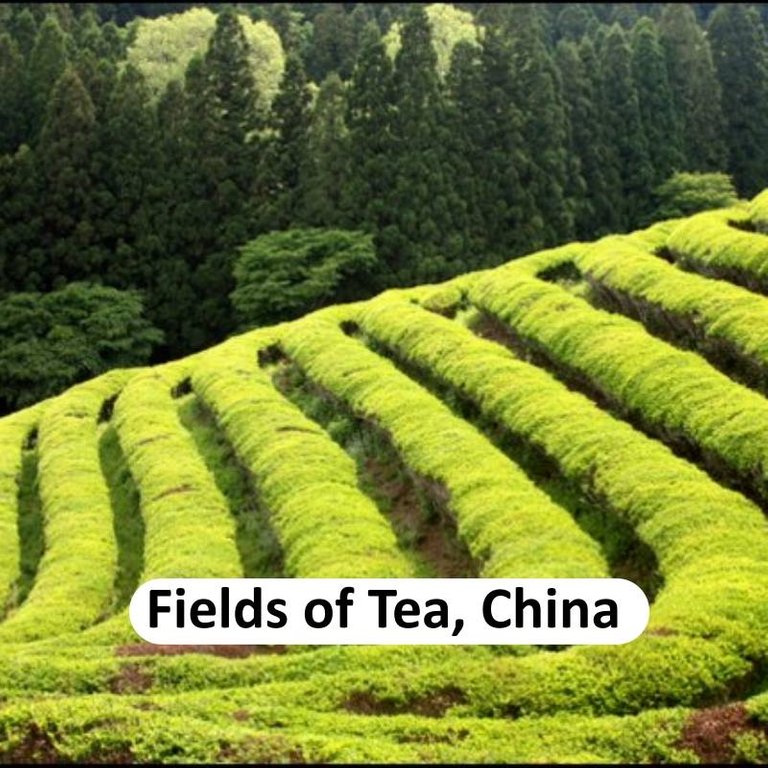 tea field china.jpg