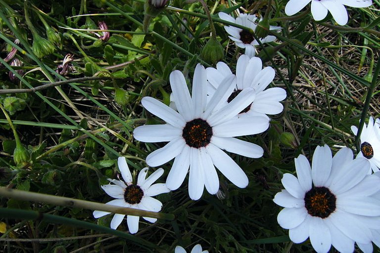 800px-Dimorphotheca_pluvialis_flowers.jpg