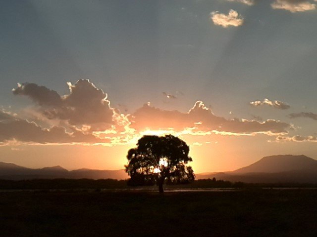 haz de luz y árbol.jpg