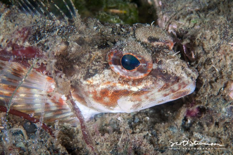 Roughback Sculpin-3.jpg