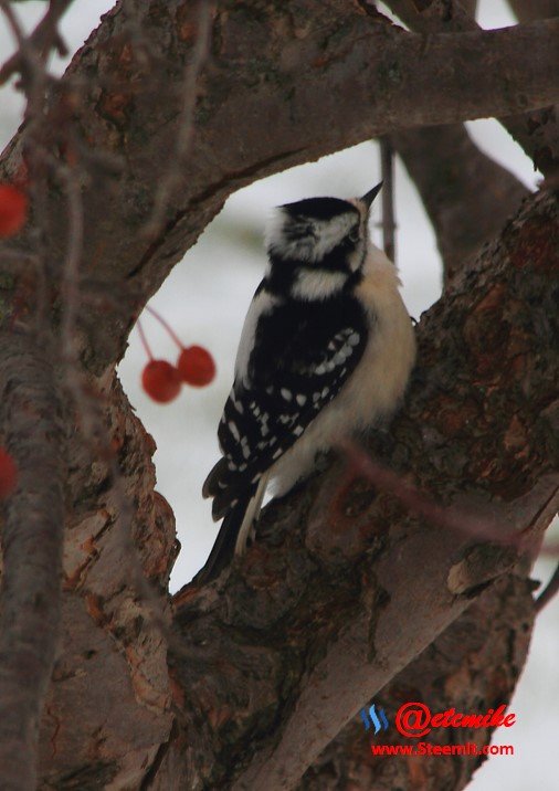 Downy Woodpecker PFW03_0061.JPG