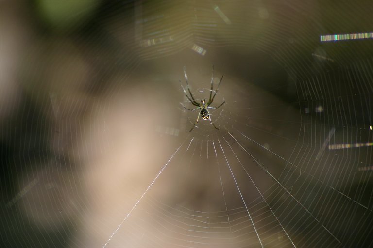 spider 1-2.jpg