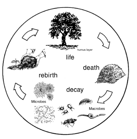 CompostDecay.png