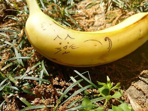 a Catnana 600x450.jpg