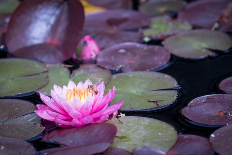 MikeBryantPhotography-Waterlilies-12.jpg