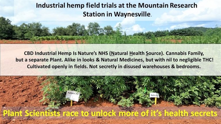 2-industrial-hemp-trials-update-smaller-text-121119-2-1024x576.jpg