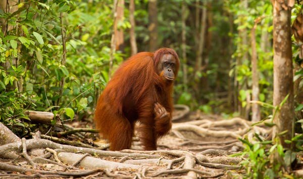 orang hutan.jpg