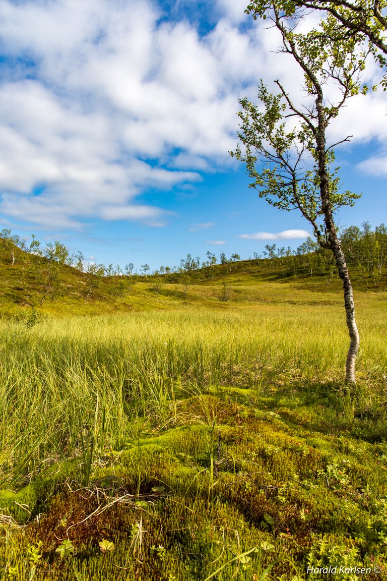 Nygårdsfjellet-11.jpg