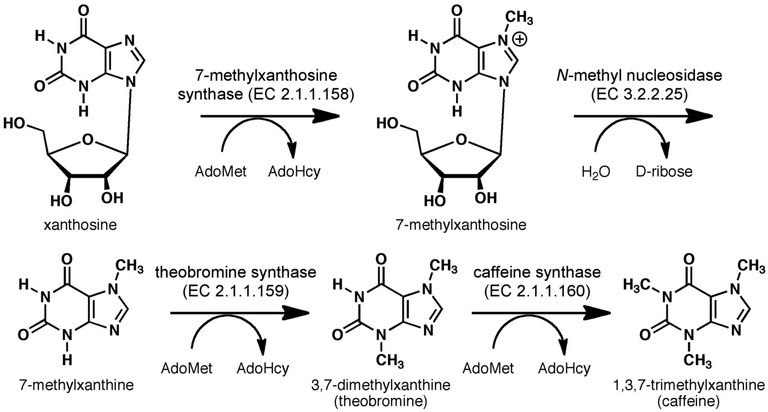 Caffeine_biosynthesis.jpg