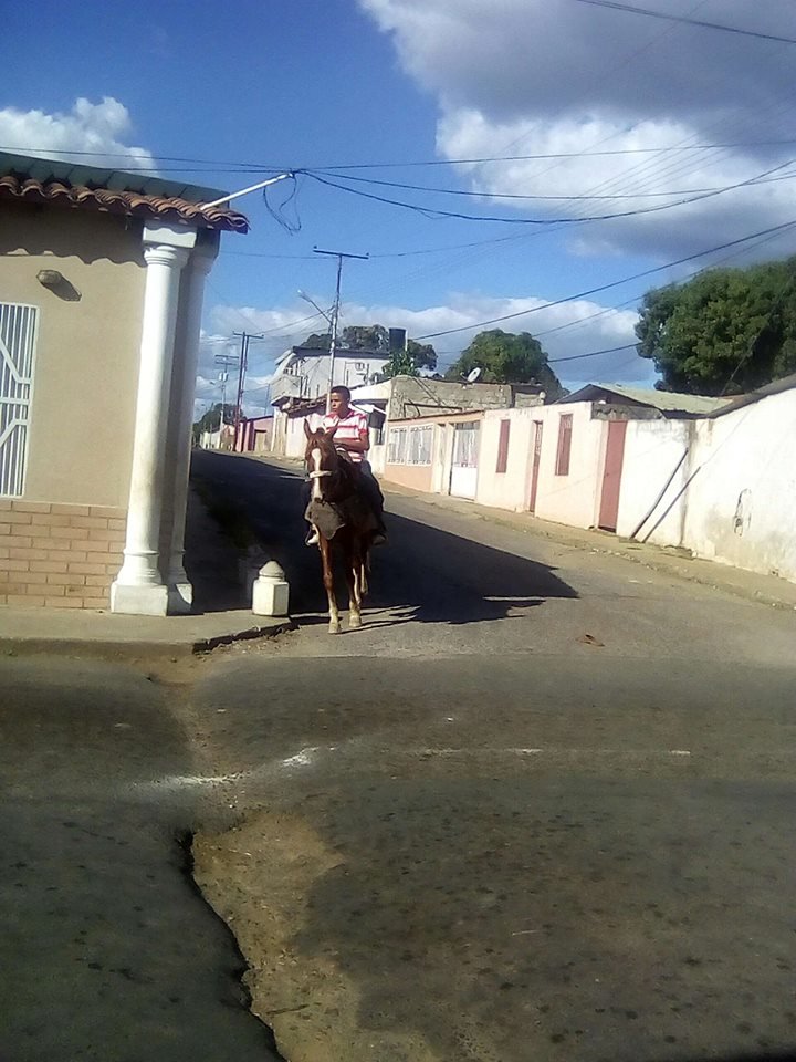 caballo.jpg