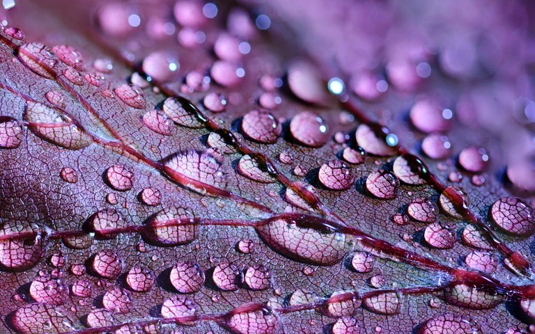 dewdrops-2432391_1920.jpg