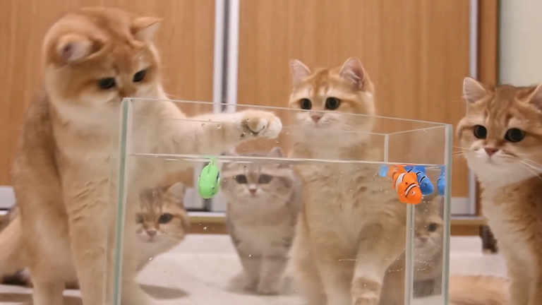 Kittens and Cats learn Сatches FISH. 🐟🐠 Too funny  Too image.png