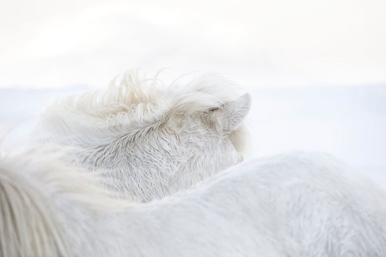 animal-photography-icelandic-horses-in-the-realm-of-legends-drew-doggett-3-5b5afbd280788__880.jpg