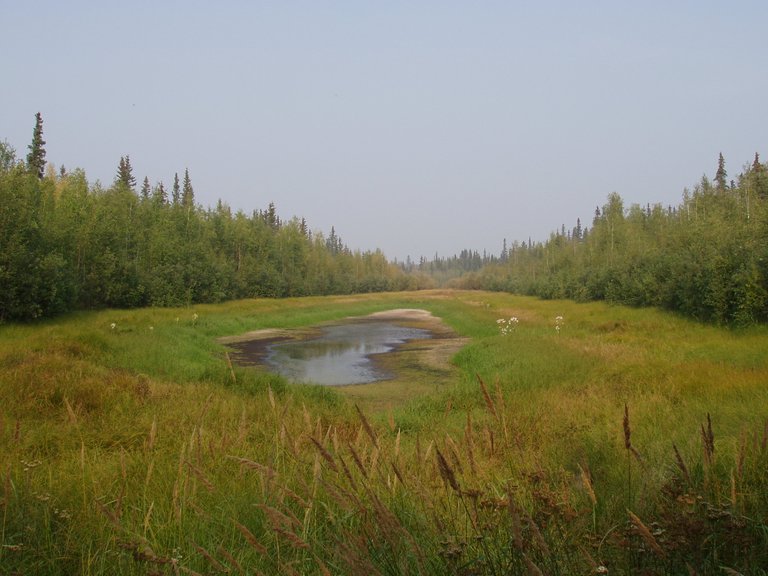 Small_hidden_lake_on_Yukon_Flats.JPG