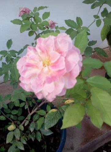 Rosa en el Jardin.JPG