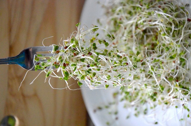 broccoli-sprouts-1977719_1920.jpg