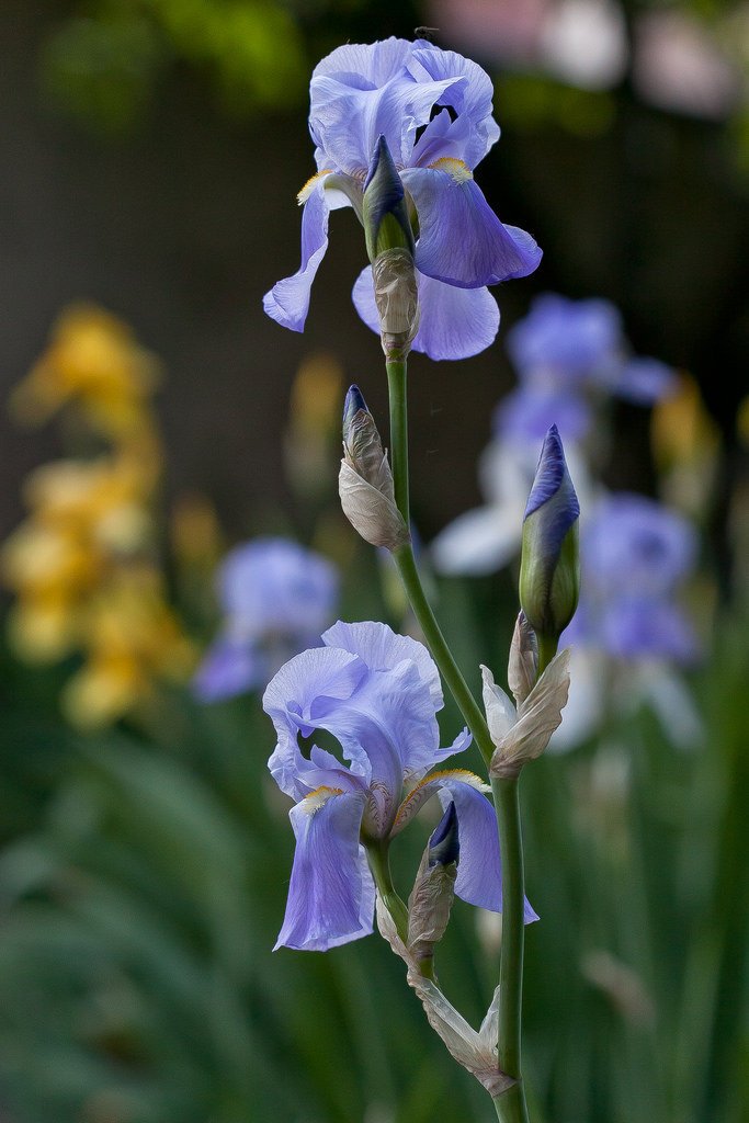 7272491830-blue-iris (FILEminimizer).jpg