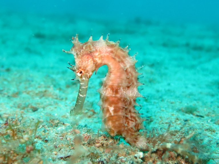 seahorse-gbff8c54e6_1920.jpg