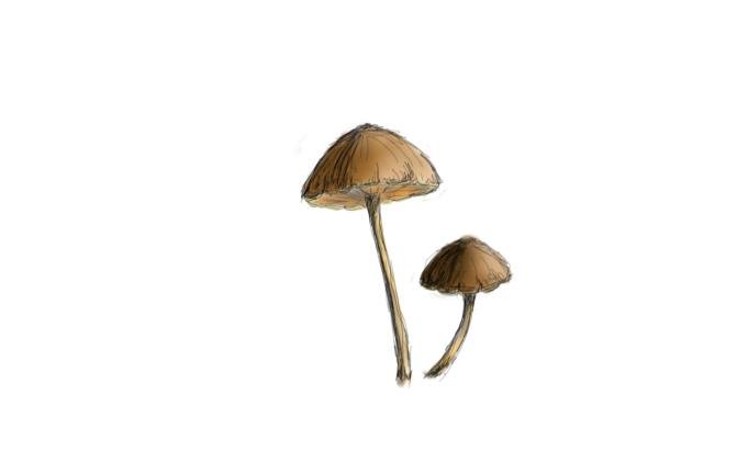 small mushroms 4.jpg