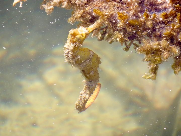 Seahorse-Caye-Caulker-Belize-e1557860273710.jpg