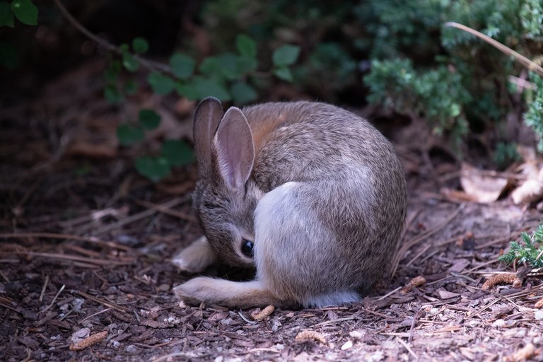 MikeBryantPhotography-BunnieFooFoo-10.jpg