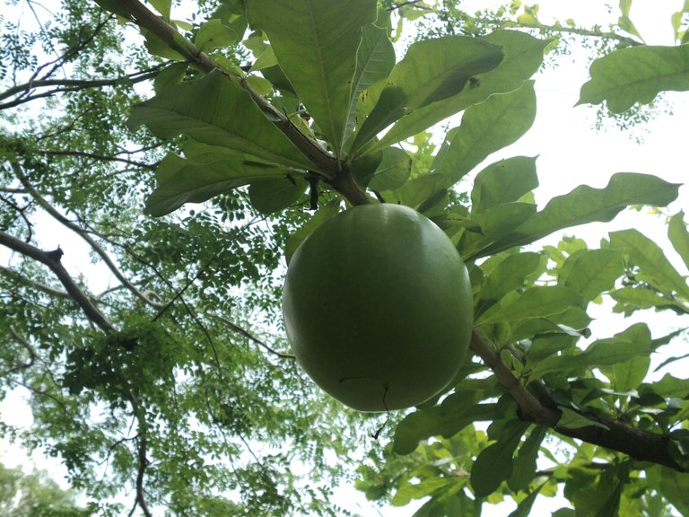 steemit jardin botanico 056.JPG