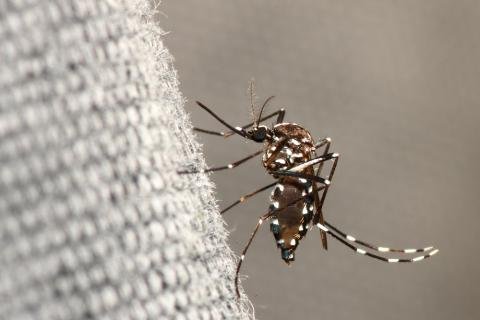 chikungunya-aedes-_albopictus.jpg