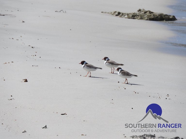 Hooded Plover3.JPG