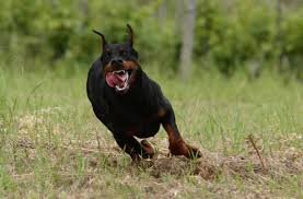 Doberman.jpg