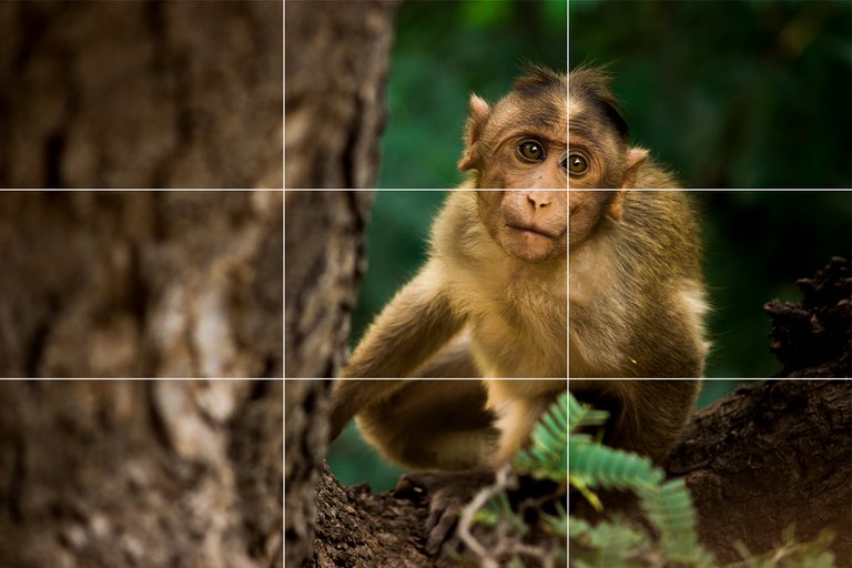 monkey grid.jpg