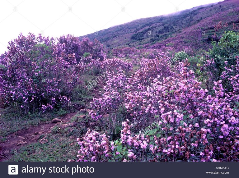 neelakurinji-in-full-bloom-in-munnar-AHMATC.jpg