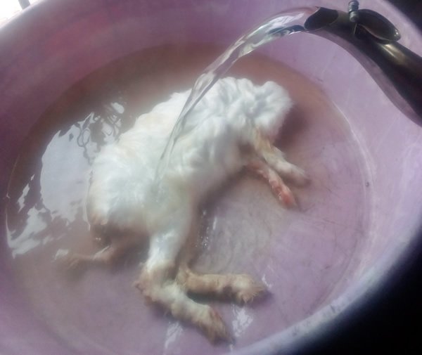 Pouring-Hot-Water-Into-Bowl-With-Rabbit-in-it.jpg