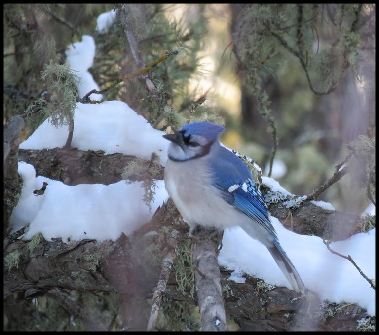 close up cute bluejay on pine branch with snow.JPG